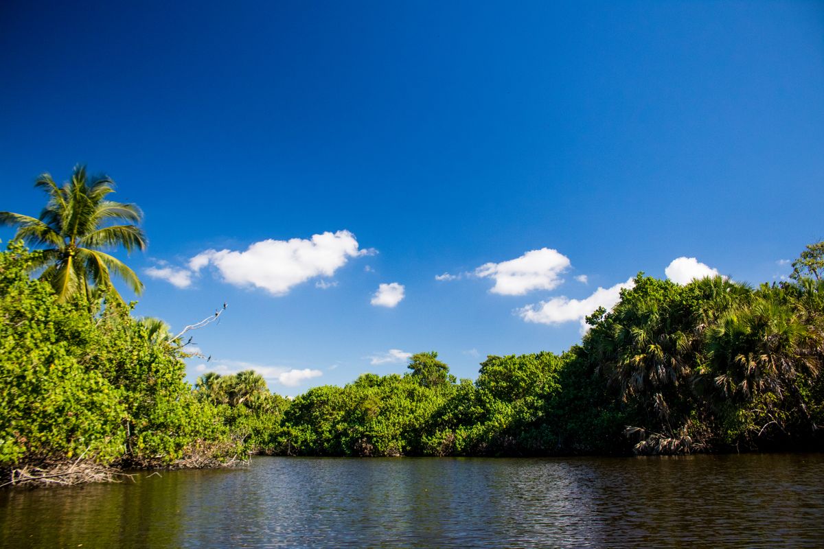 Florida river with palm trees and green shoreline under a blue sky