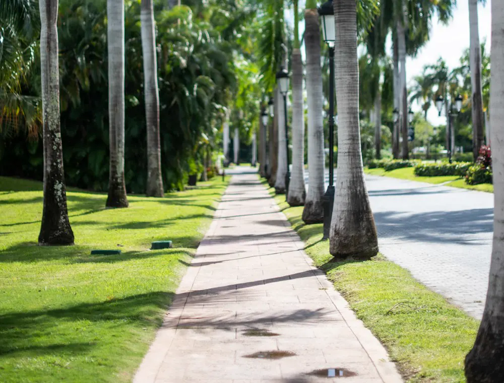 Sunny residential sidewalk lined with palm trees and green lawns